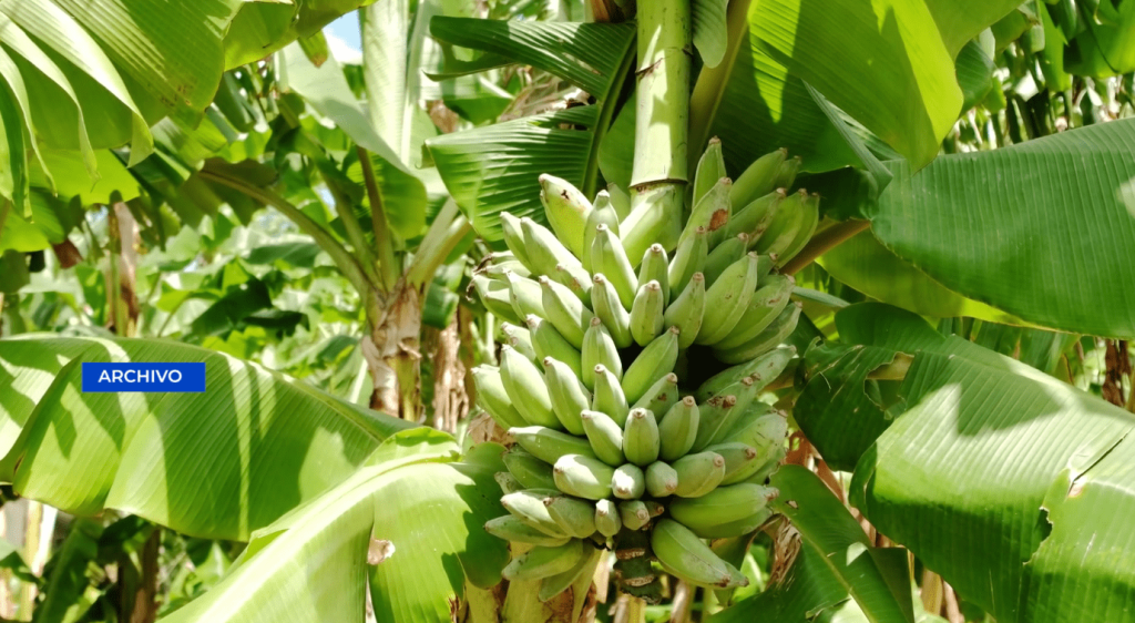 frutas -min