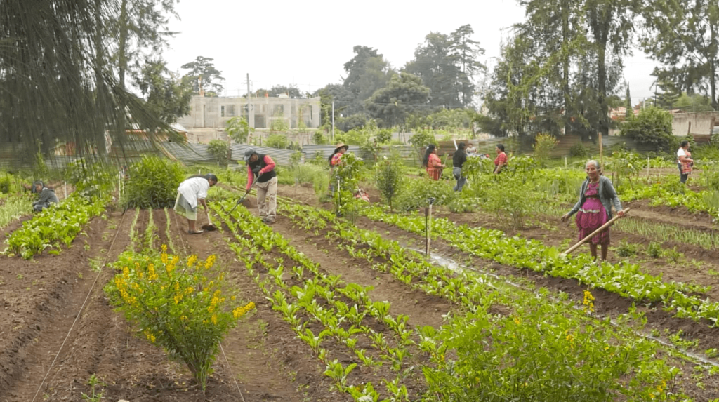 Huertos -min