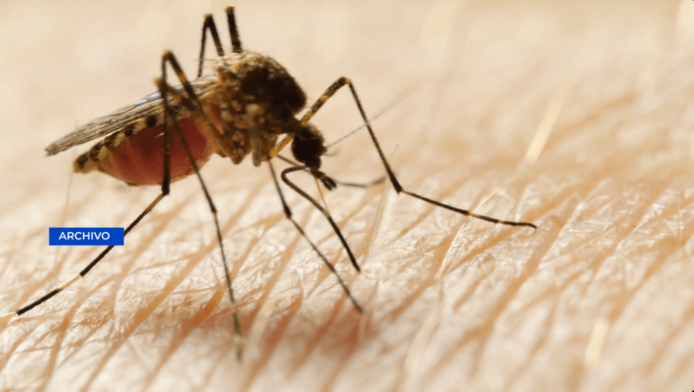 Autoridades alertan por posible aumento de casos de Dengue