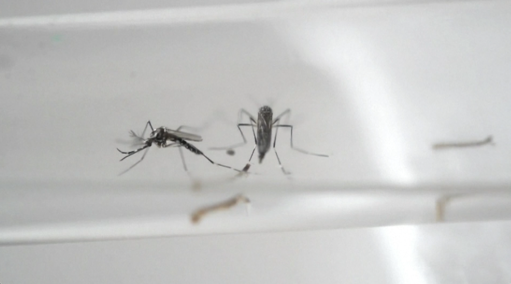 Dengue