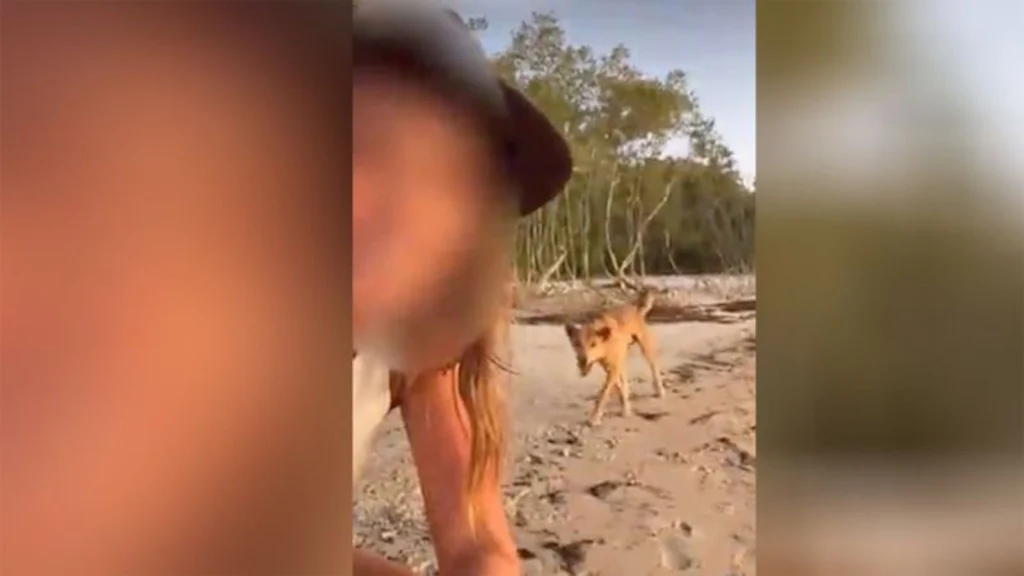 australia-dingo-euthanized-intl-hnk