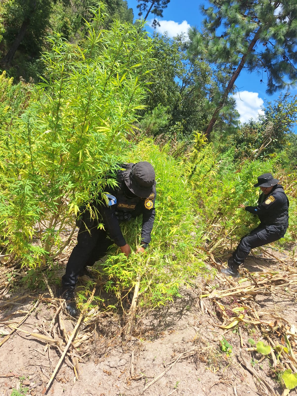 Operativo antinarcótico en Totonicapán